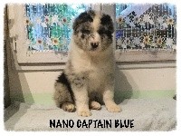 NANO CAPTAIN BLUE 