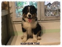 NASH ROCK STAR