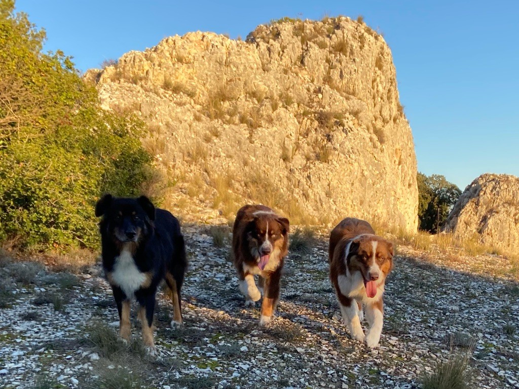 Upon little dark des bergers des Alpilles