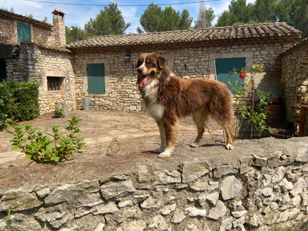 Upon little dark des bergers des Alpilles