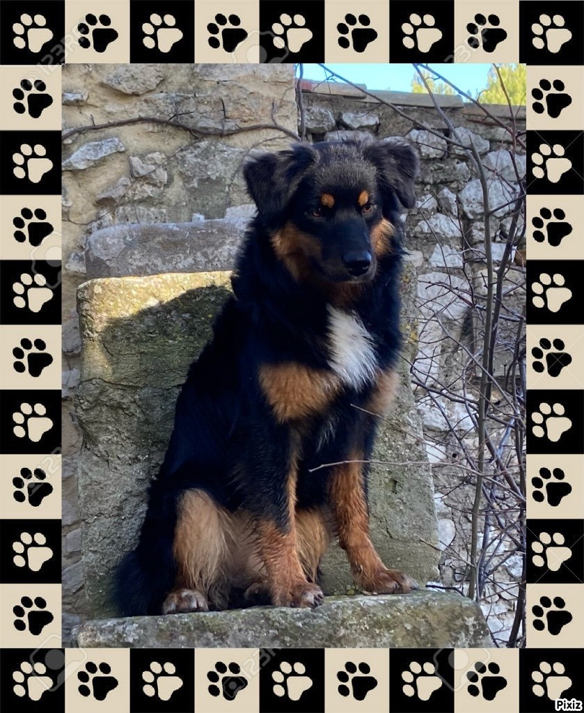 Angus black princess des bergers des Alpilles