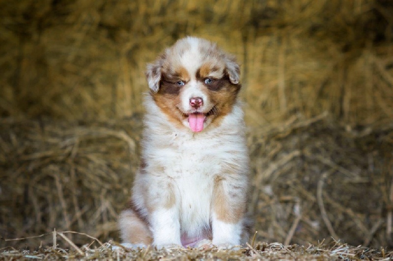 Chiots de FIRST (TALA )