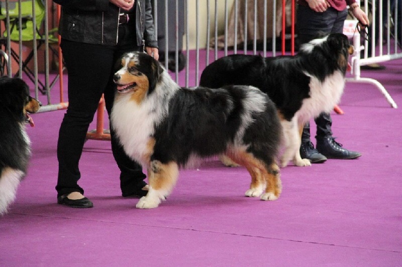 Chiots de FIRST (TALA )