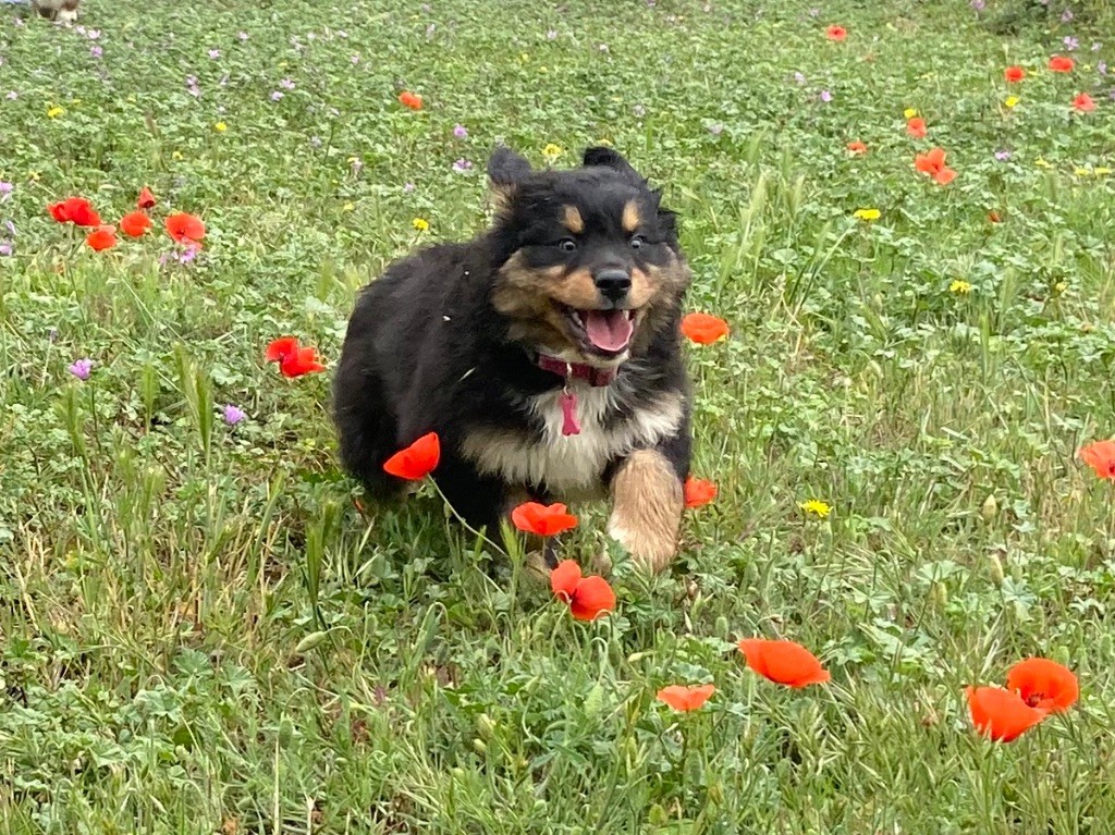 CHIOTS NAYA
