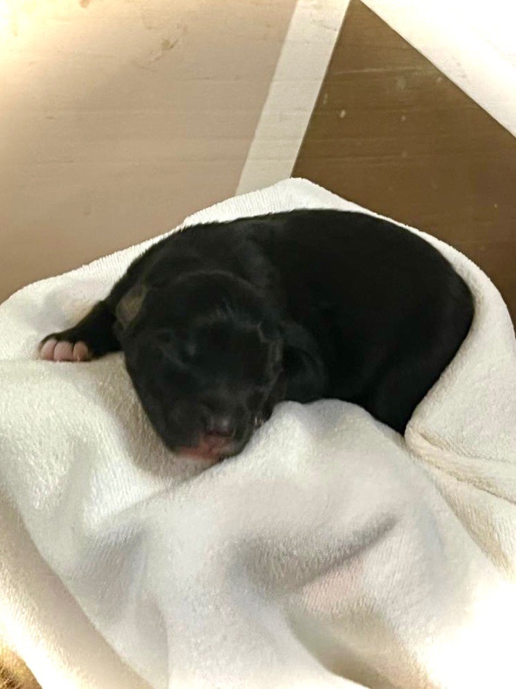 des bergers des Alpilles - Chiots disponibles - Berger Australien