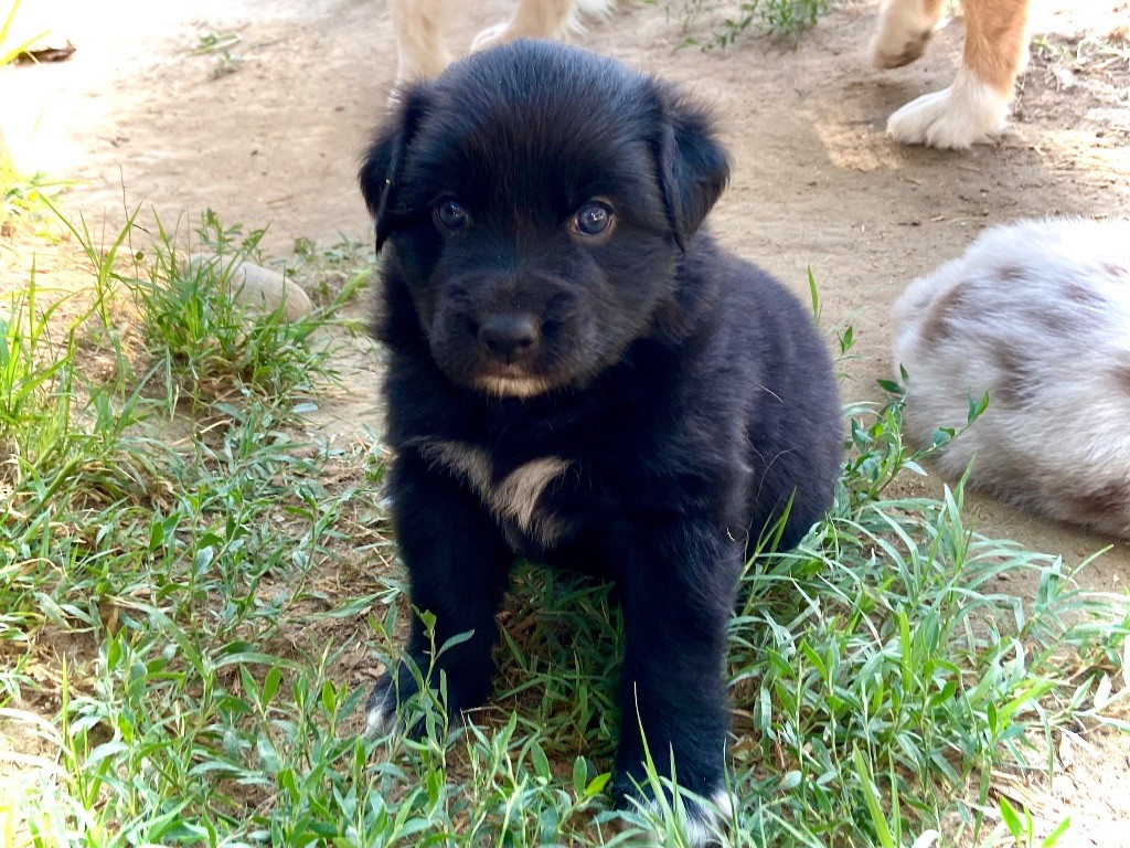 des bergers des Alpilles - Chiots disponibles - Berger Australien