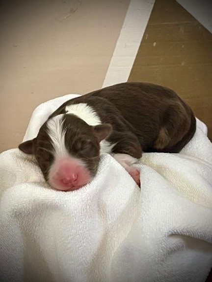 des bergers des Alpilles - Chiots disponibles - Berger Australien