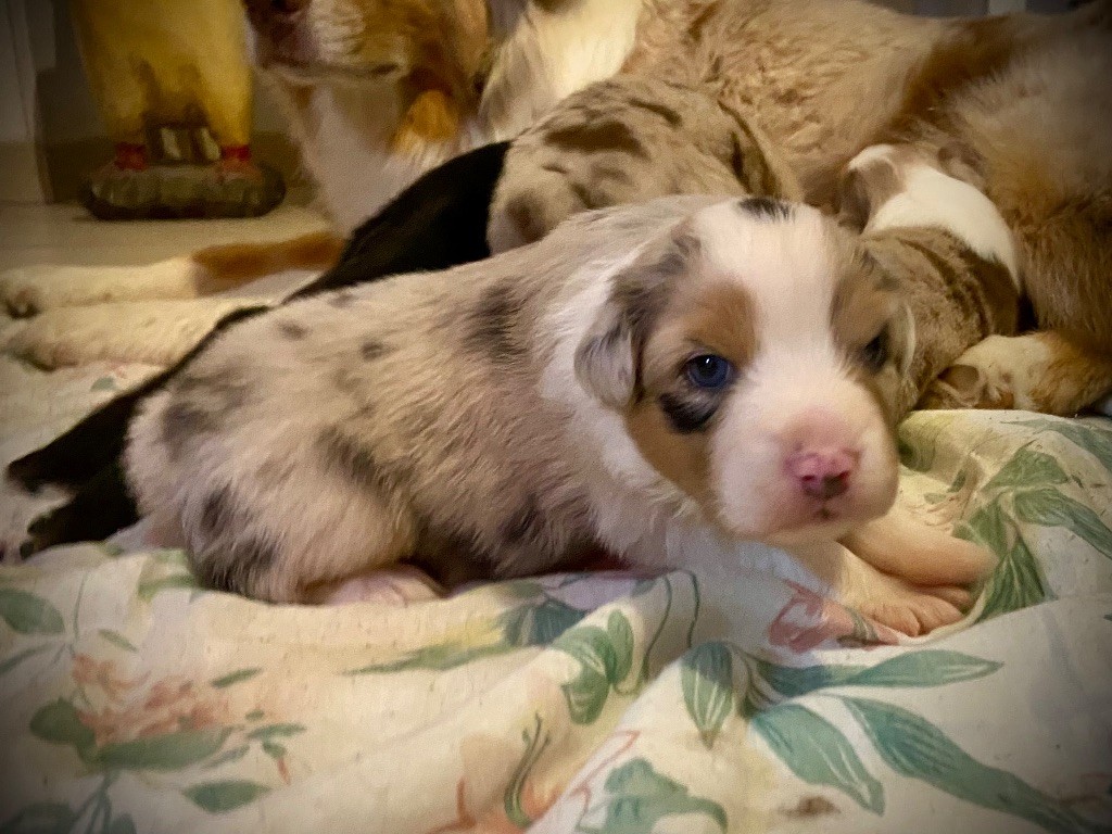 des bergers des Alpilles - Chiots disponibles - Berger Australien