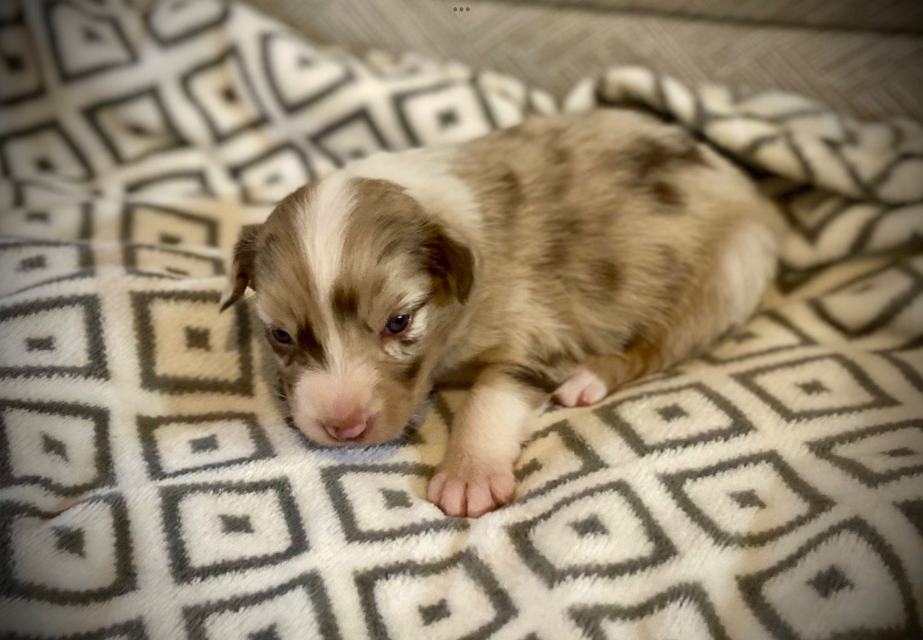 des bergers des Alpilles - Chiots disponibles - Berger Australien