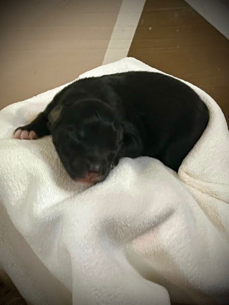 des bergers des Alpilles - Chiots disponibles - Berger Australien
