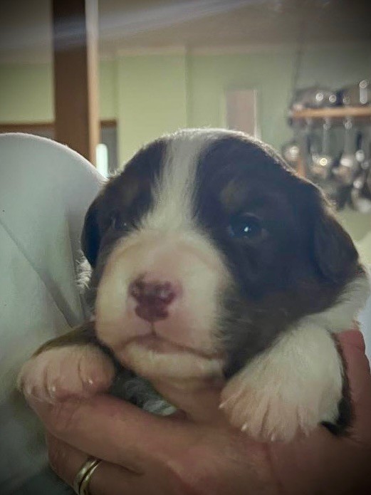 des bergers des Alpilles - Chiots disponibles - Berger Australien
