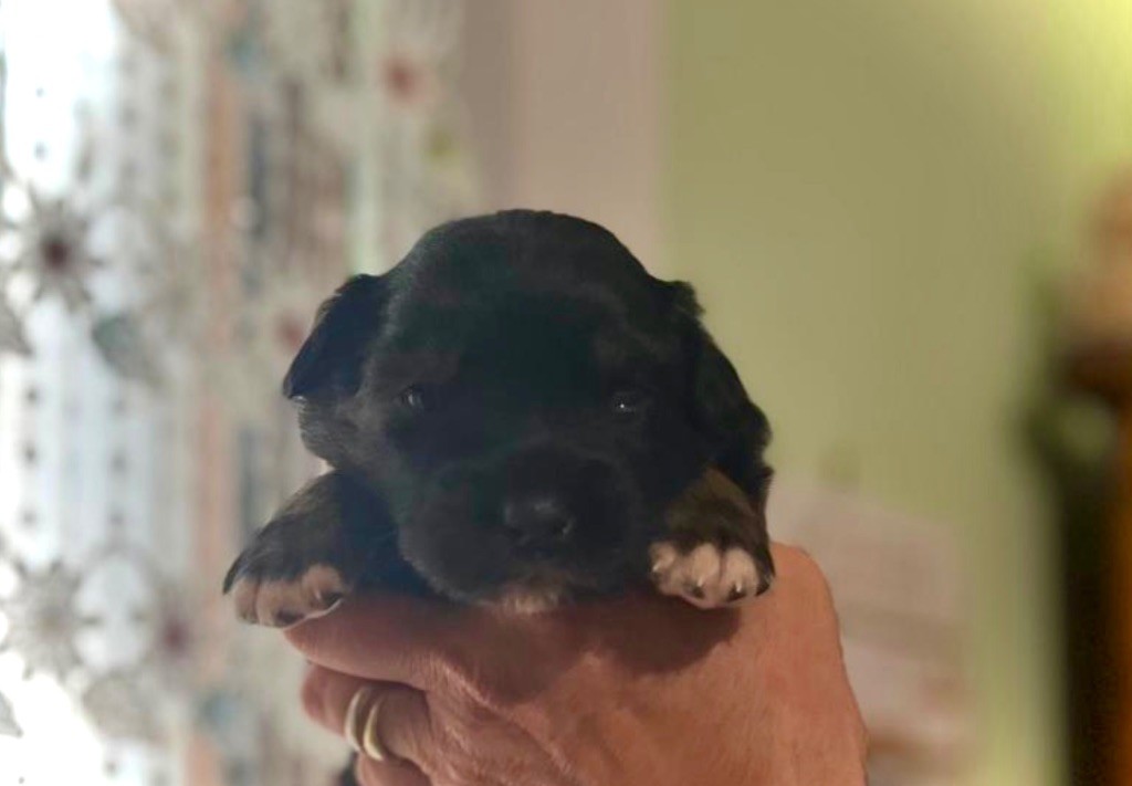 des bergers des Alpilles - Chiots disponibles - Berger Australien