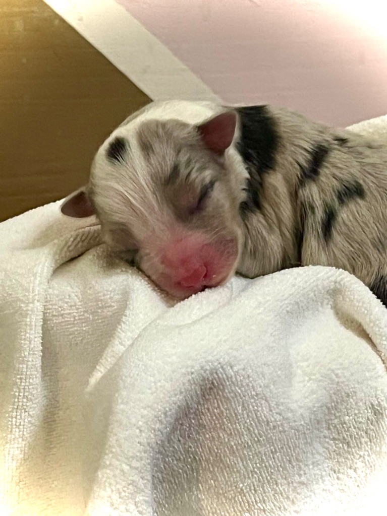 des bergers des Alpilles - Chiots disponibles - Berger Australien