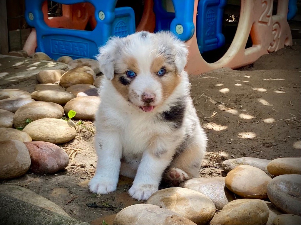des bergers des Alpilles - Chiots disponibles - Berger Australien